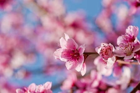 Beautiful pink peach flowers close up in a garden - 12934970