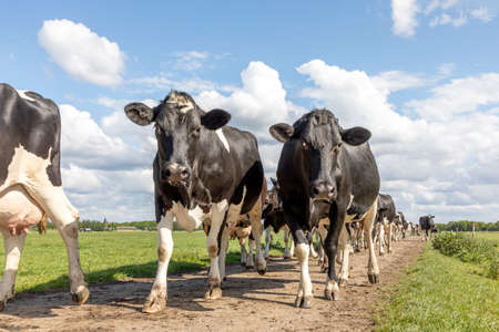 Cows approaching, walking on a path in a pasture under a blue sky herd in a row, on a road in line, one after another, on their way to the milking parlor, horizon over land