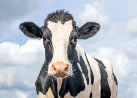 Cute cow, black and white friendly innocent look, pink nose, in front of a blue sky. Banco de Imagens
