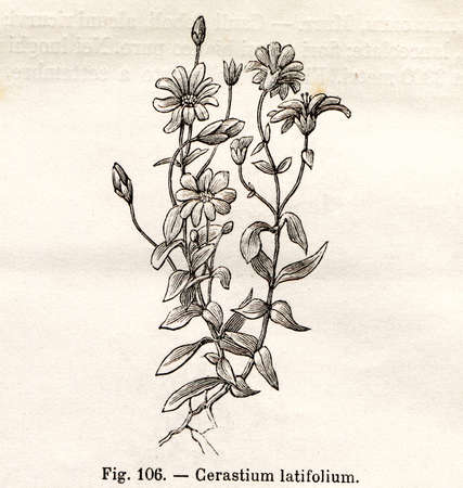 ビンテージ Cerastium また花イラスト トゥーリン イタリア Flora Alpina 帳から 11 Fratelli ローダによって今パブリック ドメイン の写真素材 画像素材 Image ビンテージ Cerastium また花イラスト トゥーリン イタリア Flora Alpina 帳から 11 Fratelli ローダによって今パブリック ドメイン の写真素材 画像素材 Image