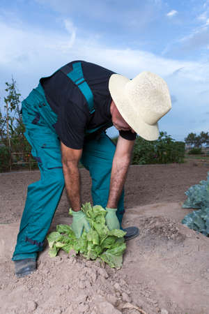 畑で働いて男のイラスト の写真素材 画像素材 Image 1491 畑で働いて男のイラスト の写真素材 画像素材 Image 1491