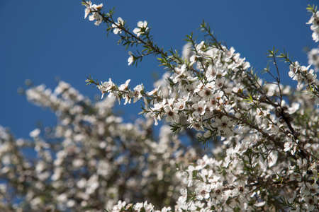 ニュージーランド マヌカの花 の写真素材 画像素材 Image ニュージーランド マヌカの花 の写真素材 画像素材 Image