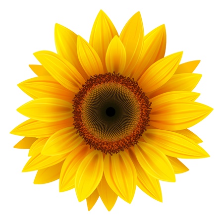 Vector sunflower, realistic illustration.