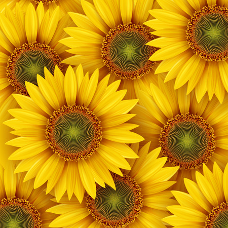 Sun flower: Sonnenblumen Hintergrund, Illustration. Illustration