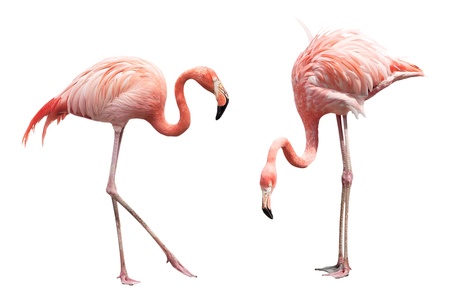 Zwei Rosa Flamingo Machen Herz Mit Halsen Lizenzfreie Fotos Bilder Und Stock Fotografie Image 10093092