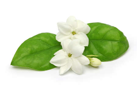 arabian jasmine, jasminum sambac, flower and leaves, jasmine tea flower isolated on white background