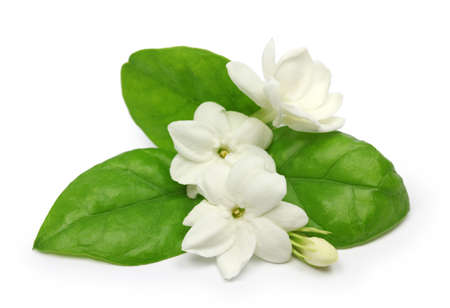arabian jasmine, jasminum sambac, flower and leaves, jasmine tea flower isolated on white background