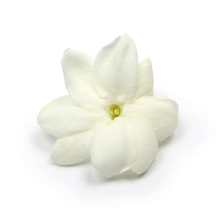 Arabian jasmine jasmine tea flower close up