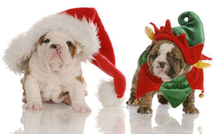 Four week old english bulldog puppies dressed up as santa and an elf Stock Photo