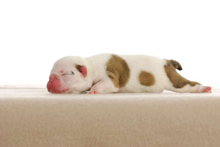 Sleeping Nouveau Ne Border Collie Noir Et Blanc Banque D Images Et Photos Libres De Droits Image