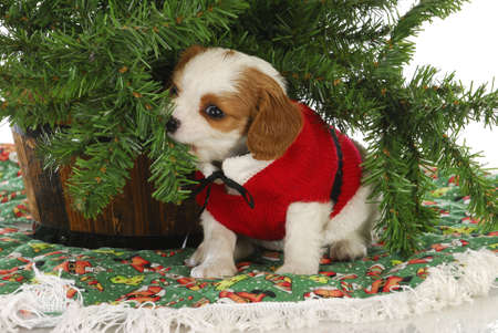 christmas puppy - cavalier king charles spaniel puppy under a christmas tree - 15737769