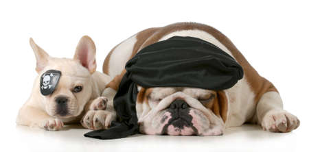 海賊犬 英語とフランス語 Bulldogs を着てのように白い背景の上の海賊 の写真素材 画像素材 Image