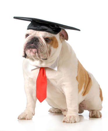 pet graduation - english bulldog wearing graduation cap and red tie sitting on white background - one year old Stock Photo