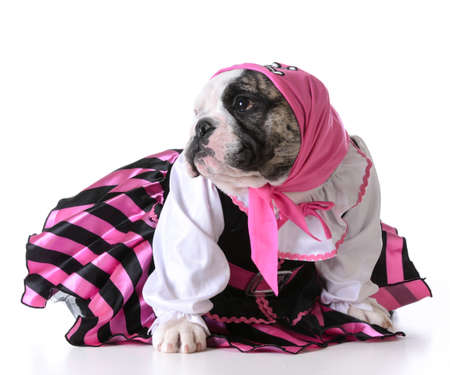 海賊犬 英語とフランス語 Bulldogs を着てのように白い背景の上の海賊 の写真素材 画像素材 Image