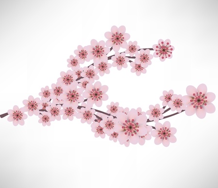 Peach flower: hoa mai chi nhánh