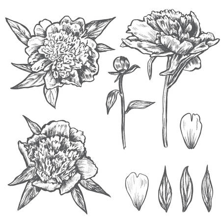 アルストロメリアの花を手描きのセット のイラスト素材 ベクタ Image アルストロメリアの花を手描きのセット のイラスト素材 ベクタ Image
