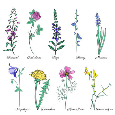 Set of field plants Chamerion, fireweed, willow herb, Sage, Red clover, Muscari, Chicory, Dandelion, Aquilegia, Kosmos flower, Linaria vulgaris, common toadflax hand drawn vector doodle herb isolated