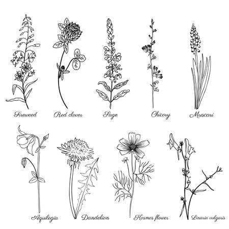 Set of field plants Chamerion, fireweed, willow herb, Sage, Red clover, Muscari, Chicory, Dandelion, Aquilegia, Kosmos flower, Linaria vulgaris, common toadflax hand drawn vector doodle herb isolated