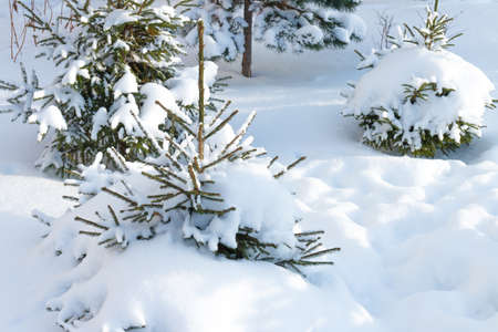Small Christmas Tree Covered With Snow White Background Russian Nature Small Christmas Tree Covered With Snow White Background Russian Nature