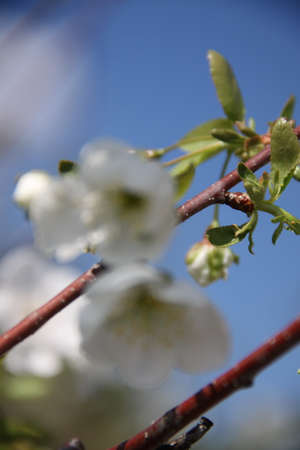Spring flowers Stock Photo