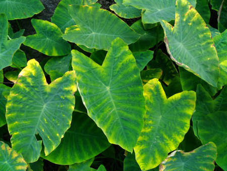 サトイモ工場 象耳 Cocoyam サトイモ サトイモ 日本太郎 の写真素材 画像素材 Image サトイモ工場 象耳 Cocoyam サトイモ サトイモ 日本太郎 の写真素材 画像素材 Image