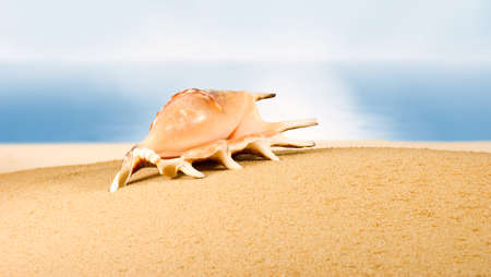 海に対する砂浜の貝殻のイメージ 海で浜辺で貝のイメージ 休日 観光 バカンスのシンボルとしてシェル の写真素材 画像素材 Image 海に対する砂浜の貝殻のイメージ 海で浜辺で貝のイメージ 休日 観光 バカンスのシンボルとしてシェル の写真素材 画像素材 Image