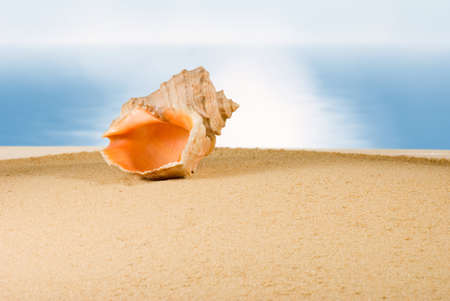 海に対する砂浜の貝殻のイメージ 海で浜辺で貝のイメージ 休日 観光 バカンスのシンボルとしてシェル の写真素材 画像素材 Image 海に対する砂浜の貝殻のイメージ 海で浜辺で貝のイメージ 休日 観光 バカンスのシンボルとしてシェル の写真素材 画像素材 Image