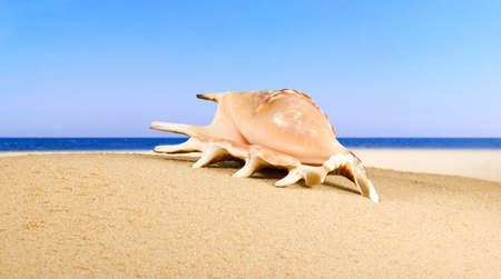 海に対する砂浜の貝殻のイメージ 海で浜辺で貝のイメージ 休日 観光 バカンスのシンボルとしてシェル の写真素材 画像素材 Image 海に対する砂浜の貝殻のイメージ 海で浜辺で貝のイメージ 休日 観光 バカンスのシンボルとしてシェル の写真素材 画像素材 Image