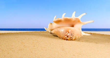 海に対する砂浜の貝殻のイメージ 海で浜辺で貝のイメージ 休日 観光 バカンスのシンボルとしてシェル の写真素材 画像素材 Image 海に対する砂浜の貝殻のイメージ 海で浜辺で貝のイメージ 休日 観光 バカンスのシンボルとしてシェル の写真素材 画像素材 Image
