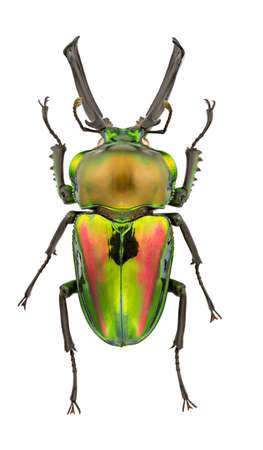 ニジイロクワガタ の写真素材 画像素材 Image 4074 ニジイロクワガタ の写真素材 画像素材 Image 4074