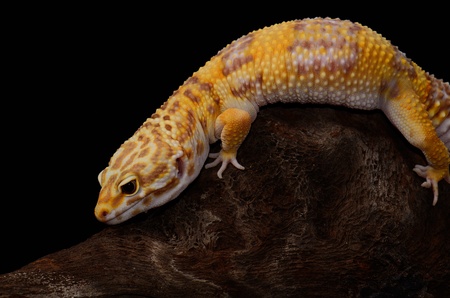 美しい成人女性トレンパーアルビノ アルビノ ヒョウモントカゲモドキ Eublepharis Macularius ペットとして の写真素材 画像素材 Image