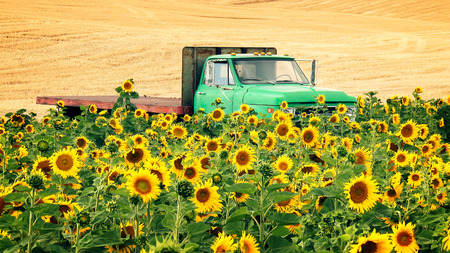 An Agricultural Flat Bed Pickup Truck Sits In A Field Of Sunflowers Stock Photo Picture And Royalty Free Image 47961612 An Agricultural Flat Bed Pickup Truck Sits In A Field Of Sunflowers Stock Photo Picture And Royalty Free Image 47961612