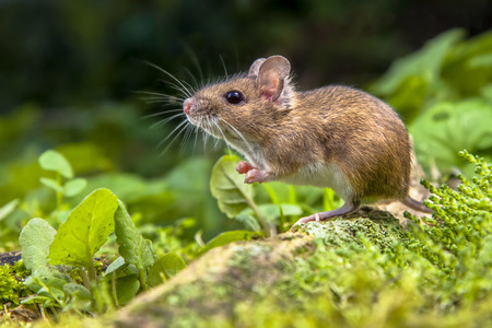 Wild Wood mouse resting on the root of a tree on the forest floor with lush green vegetation - 44055175