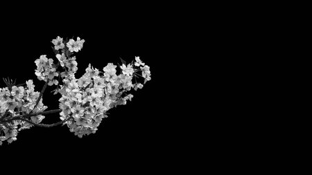 Spring in japan. the famous cherry tree blossom (black and white with copy space) Stock Photo