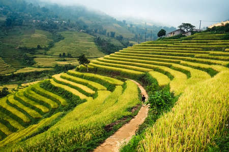 The landscape of Saigon: Ruộng lúa trên ruộng bậc thang Mù Cang Chải, Yên Bái, Việt Nam. Ruộng lúa chuẩn bị thu hoạch ở vùng Tây Bắc Việt Nam