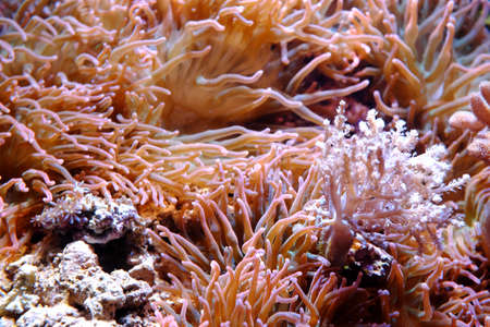 152332902-bubble-tip-anemone-