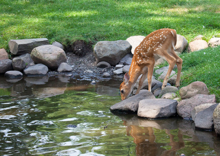 Whitetail deer fawn drinking from pond. Summer in Wisconsin