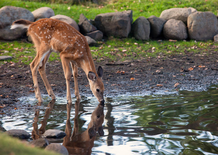 Young white-tailed deer fawn, drinks water from a pond. Reflection may be seen.
