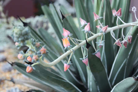 purplish flowers
