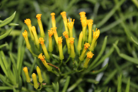 purplish flowers
