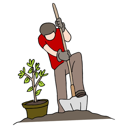 An image of a person planting a tree.
