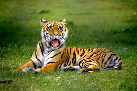 images of royal bengal tiger
Royal Bengal Tiger Stock Photos. Royalty Free Royal Bengal Tiger Images images of royal bengal tiger
Royal Bengal Tiger Stock Photos. Royalty Free Royal Bengal Tiger Images