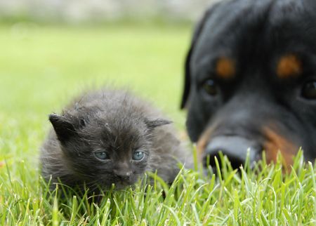 kitten and rottweiler, focus on the young cat