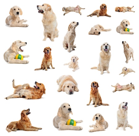 Bilderesultat for golden retriever hvit