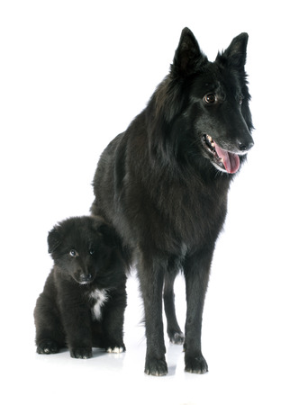 belgian shepherd groenendael puppies belgian shepherd groenendael images u0026 stock pictures royalty free belgian shepherd groenendael puppies belgian shepherd groenendael images u0026 stock pictures royalty free