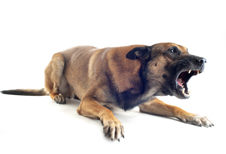 Chien Agressif Banque D'Images Et Photos Libres De Droits - 123RF