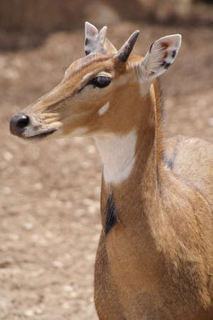 deer