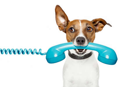 Dog on the phone and listening