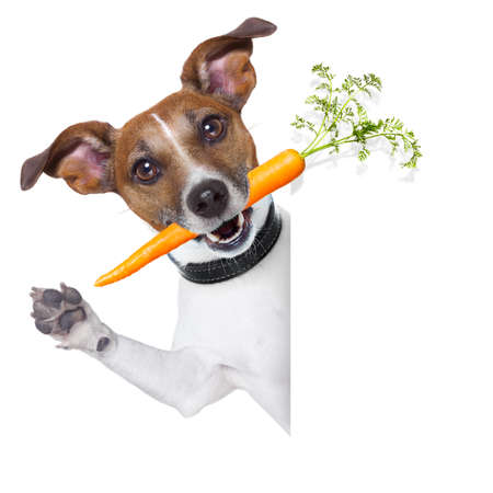 a carrot: con chó khỏe mạnh với một củ cà rốt bên cạnh một biểu ngữ trống