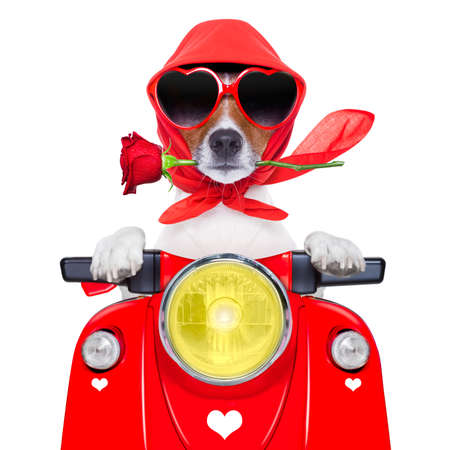 高速運転バイク ヘルメットをバイク犬 の写真素材 画像素材 Image